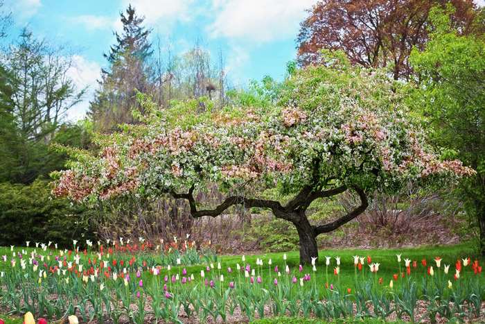 Flowering tree in a garden with tulips