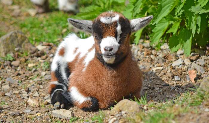 A young goat sits on the ground with green plants behind it