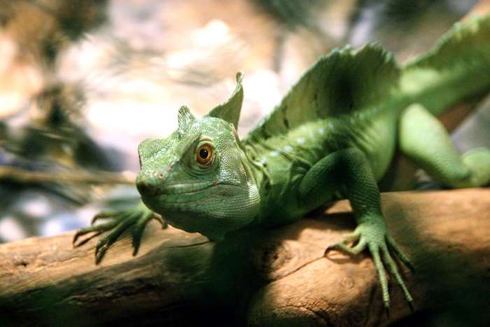 Green lizard with crest on a branch