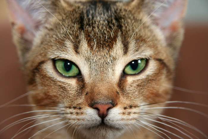 Close up of a tabby cat's face with green eyes