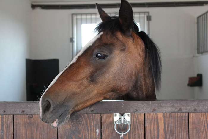 Horse head in a stable