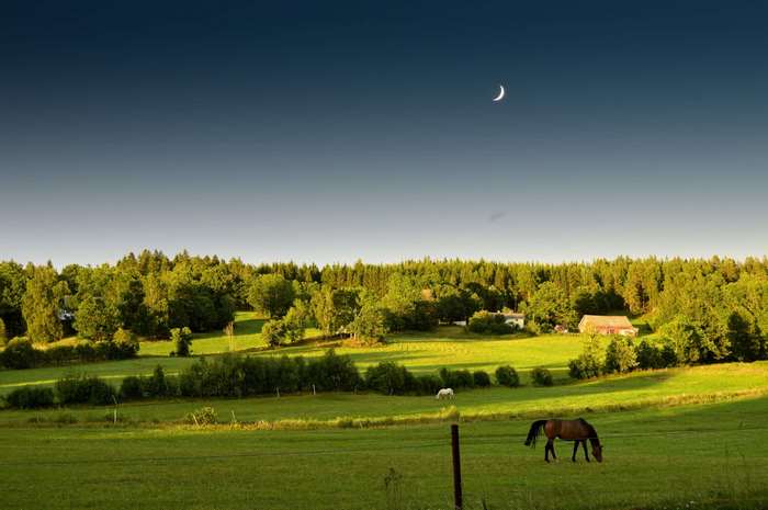 Horses grazing in a field at sunset with a crescent moon