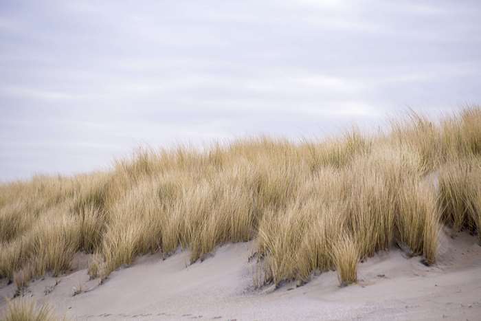 Dry grass on sand dunes under a cloudy sky