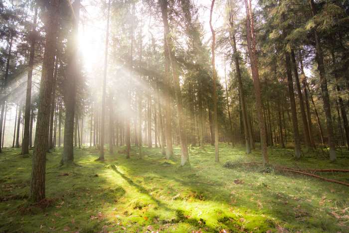 Sunbeams in a Pine Forest