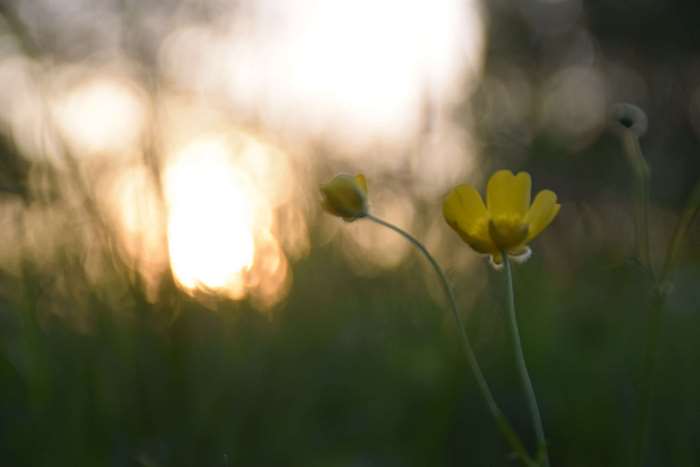 Yellow flower in soft sunlight