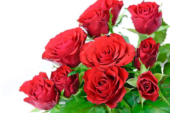 A bouquet of red roses with water droplets