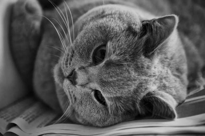 British Shorthair cat lying on a book