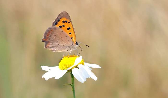 Small copper butterfly on a white daisy flower