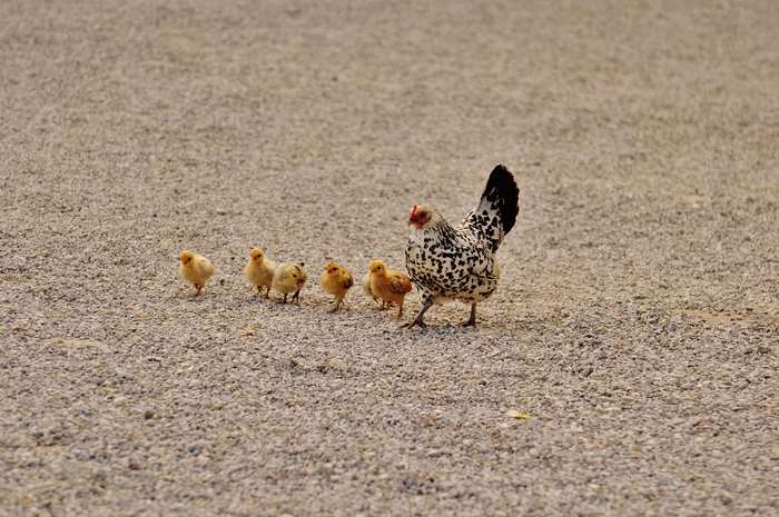 Mother hen with her chicks on a gravel path