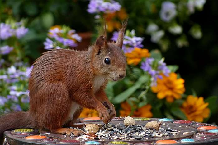 Red squirrel eating seeds and nuts in a garden