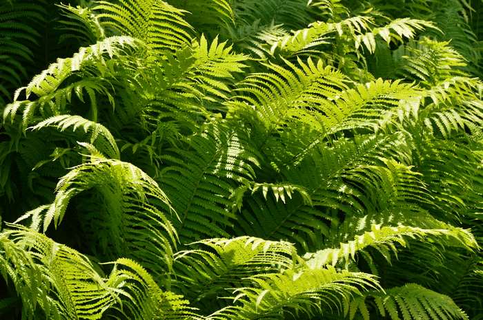 Green ferns in sunlight