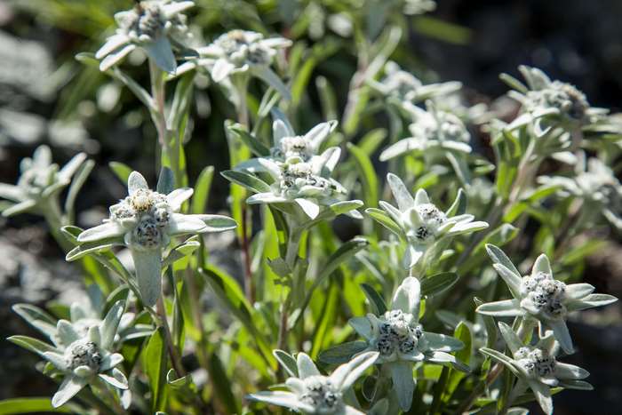 Close-up of white Edelweiss flowers in bloom
