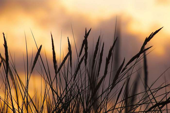 Silhouette of grass against a sunset sky