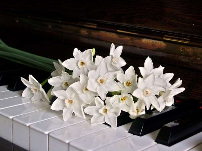 White daffodils on a piano