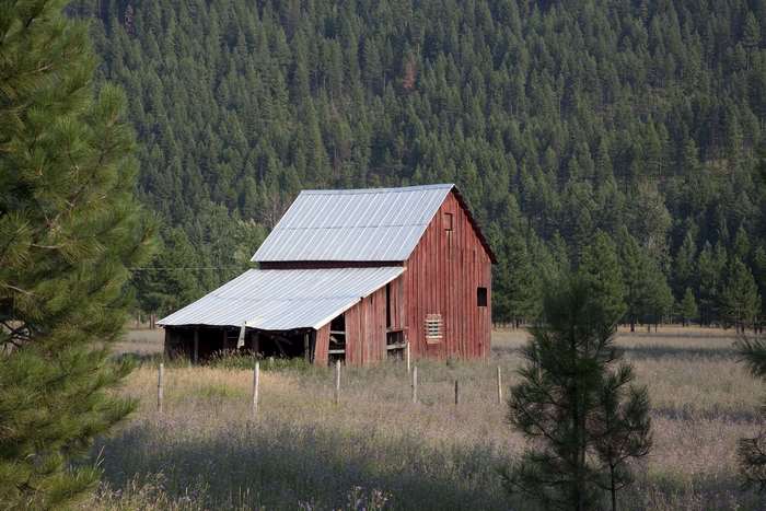 Red barn in a field with a forest background
