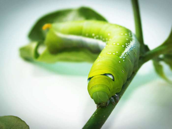 Green caterpillar on a branch