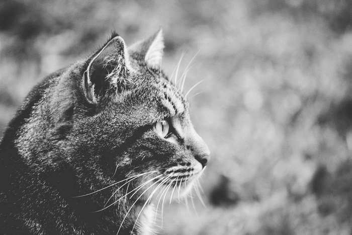 Close up of a tabby cat's face in black and white