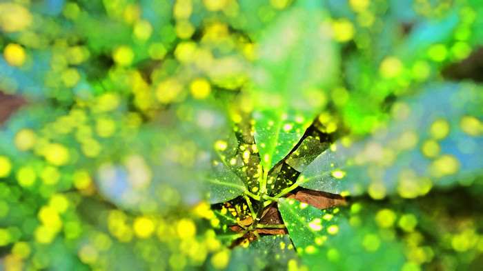 Close-up of green leaves with yellow spots