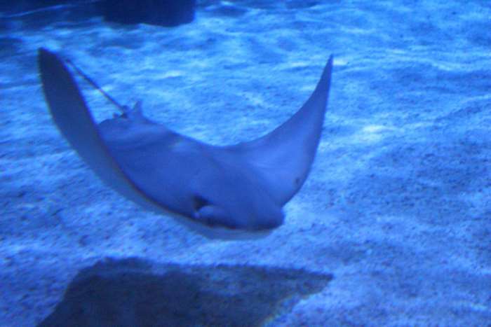 Stingray swimming in a blue aquarium tank