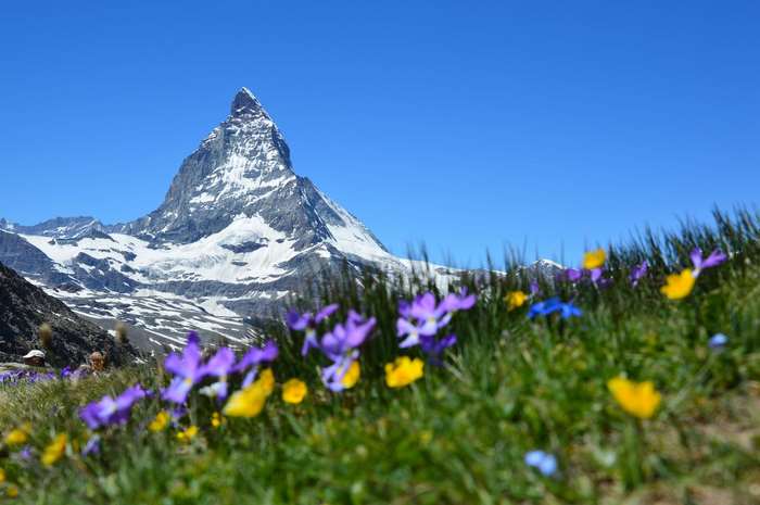 Matterhorn mountain with wildflowers in foreground