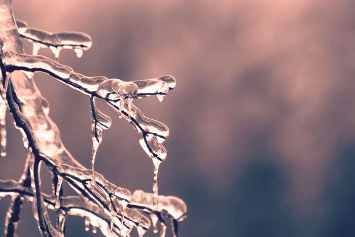 Close up of icy branches in winter