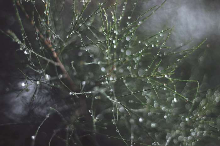 Close up of dew drops on pine needles