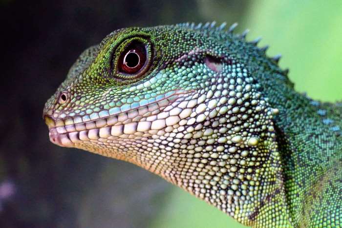 Close up of a green lizard's head with scales