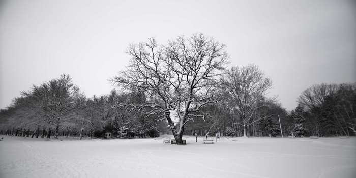Snowy park with a large bare tree in winter