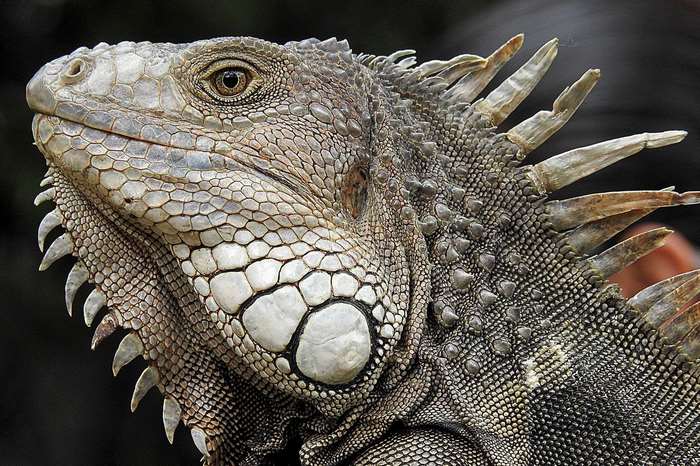 Close up of an iguana's head and scales