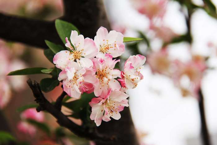 Pink and white cherry blossoms on a tree branch
