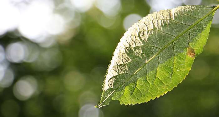 Green leaf with sunlight and bokeh background