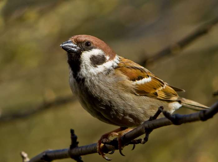 Eurasian Tree Sparrow perched on a branch