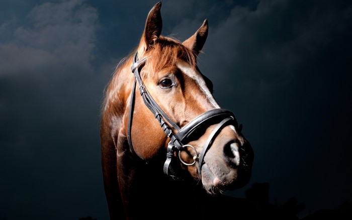 Brown horse with bridle against dark background