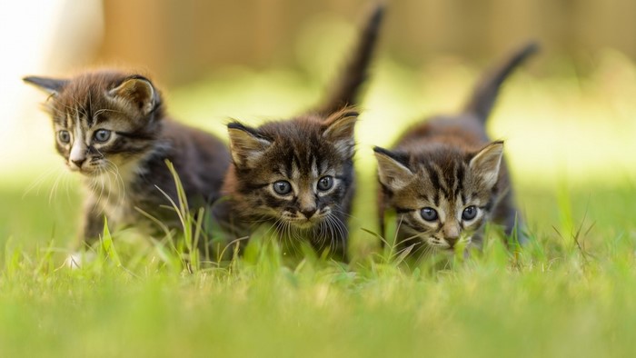 Three Tabby Kittens Walking in Grass
