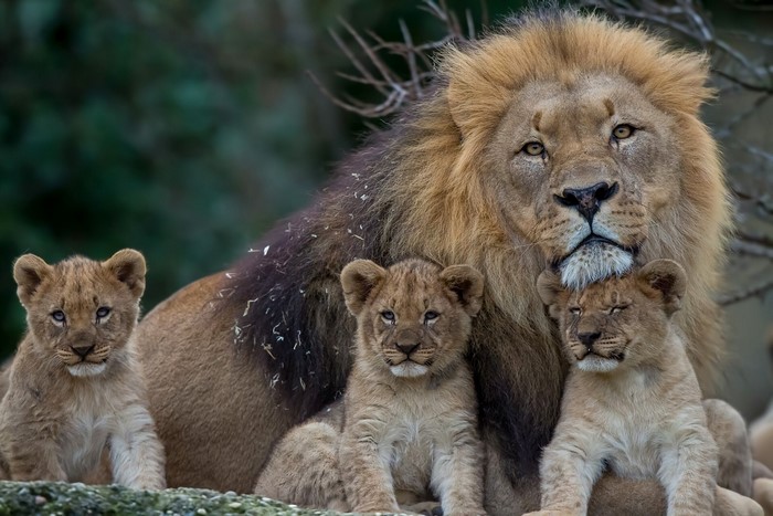 Lion family with cubs in a forest