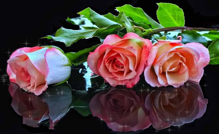 Three pink and white roses with reflections