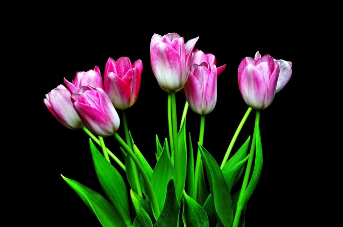 Vibrant Pink Tulips with Green Leaves