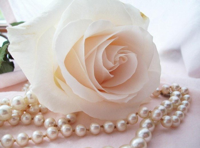 White Rose with Pearls