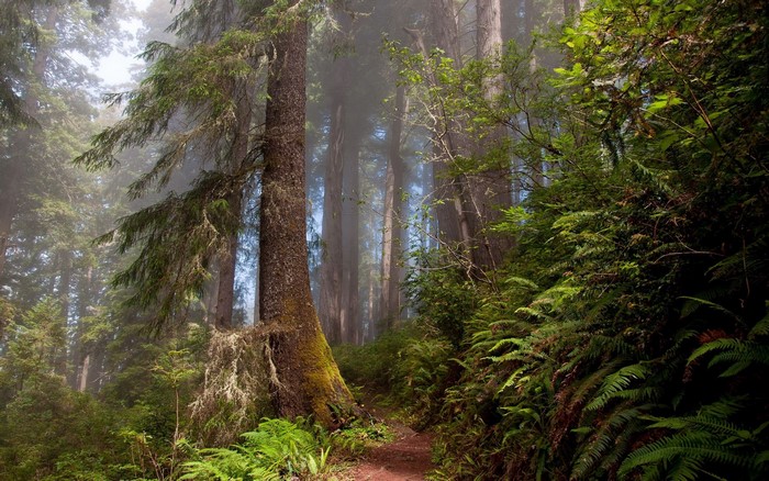 Misty Summer Forest Pathway