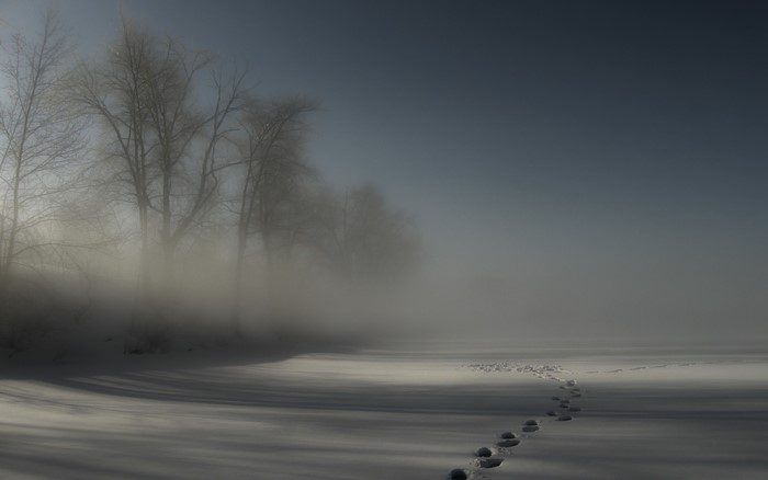 Footprints in the Foggy Snow by Bare Trees