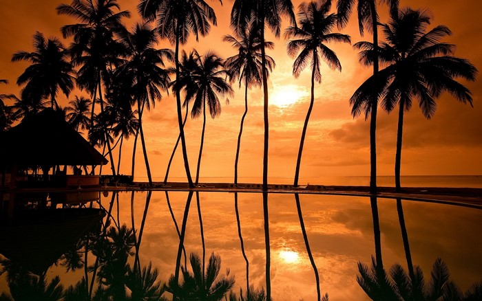 Palm trees reflected in a pool at sunset