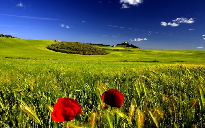 Rolling green hills with poppies under a blue sky