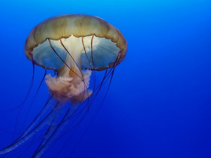 Jellyfish underwater 4K