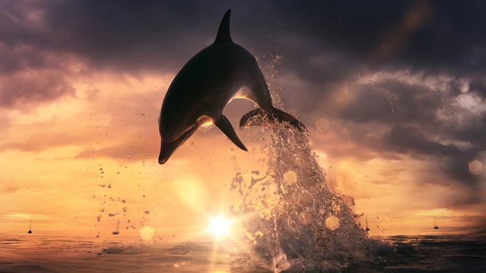 Dolphin jumping out of the ocean at sunset