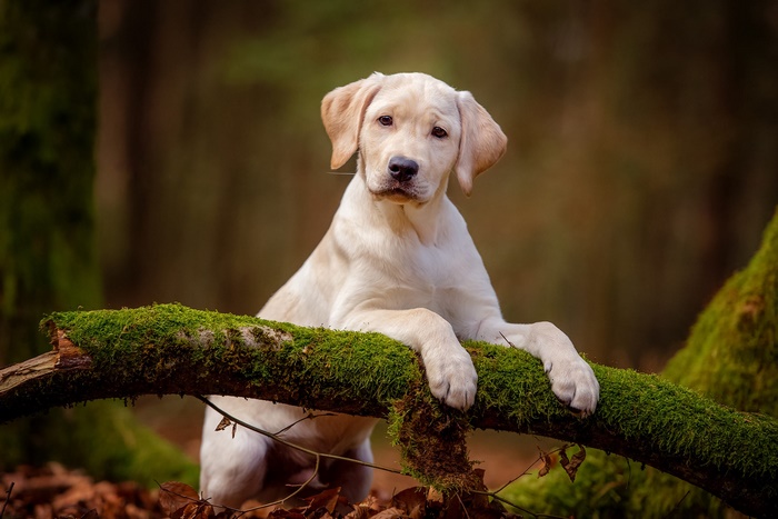 Yellow Labrador Retriever puppy on a mossy log