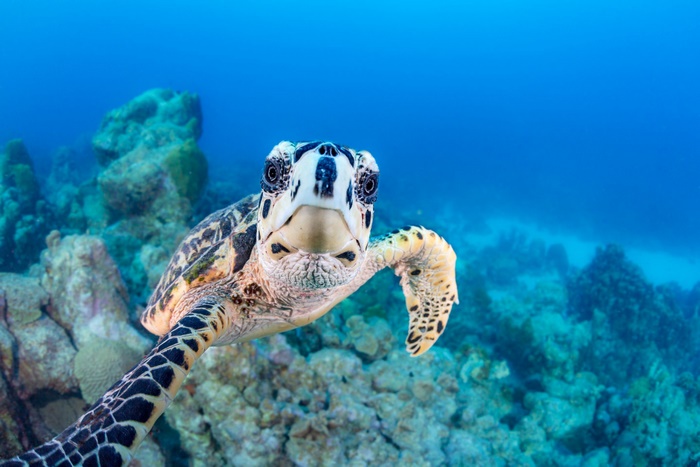 Hawksbill sea turtle swimming near coral reef