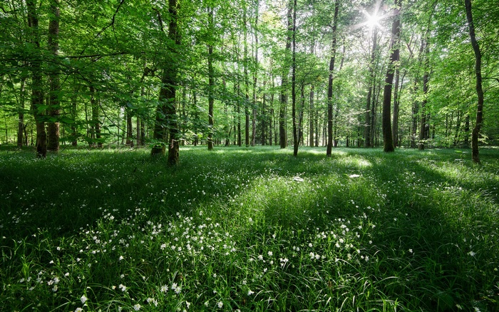 Sunlight filtering through a green forest with white flowers