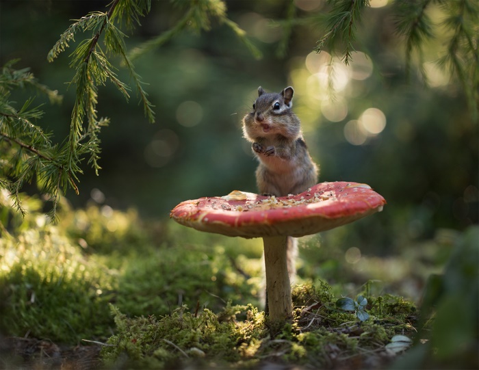 Chipmunk eating on a mushroom in a forest