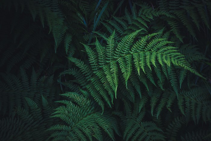 Green fern leaves in dark forest