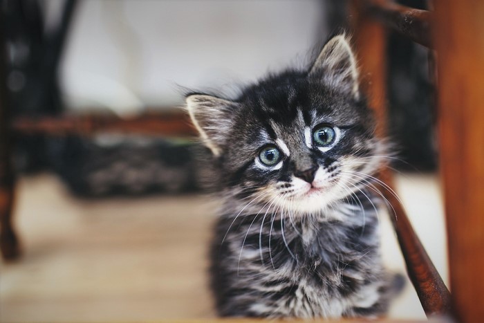 A fluffy kitten with blue eyes peeking out
